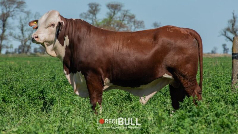 LOTE 31 RP 13775 - 1079S - 217F EL AMARGO
