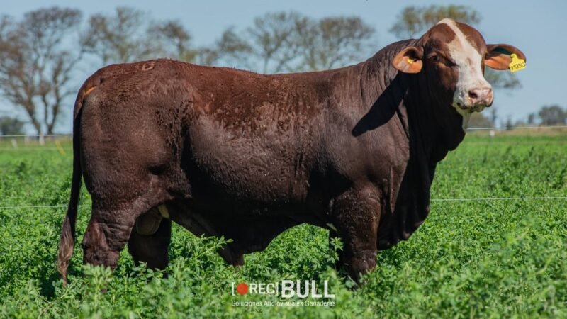 LOTE 12 RP 1103S - 13877 - 249F EL AMARGO