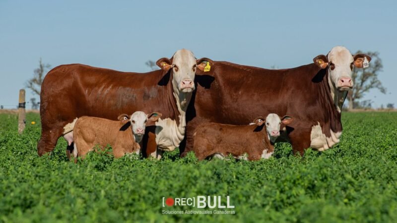 LOTE 33 RP 1104S - 1108S EL AMARGO