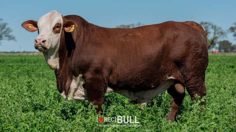 LOTE 11 RP 1107S - 1109S EL AMARGO