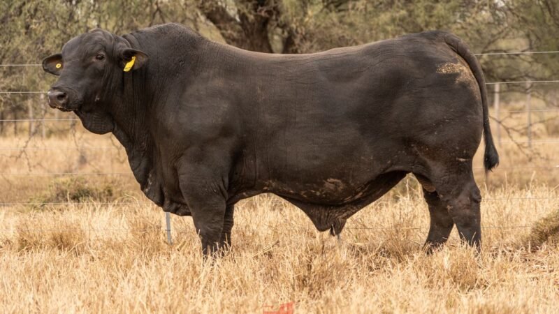 LOTE 4 RP 11235 EL PORVENIR