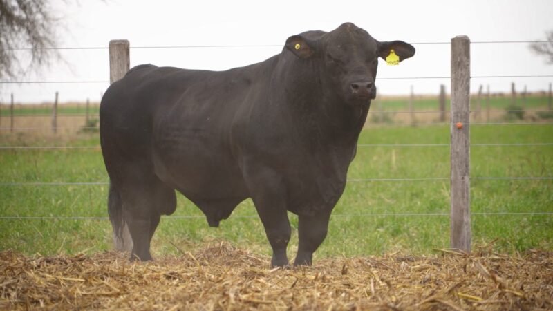 LOTE 6 RP 11452 EL PORVENIR