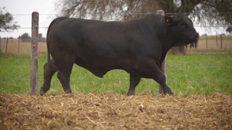 LOTE 15 RP 11768 EL PORVENIR