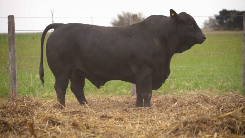 LOTE 7 RP 11774 EL PORVENIR