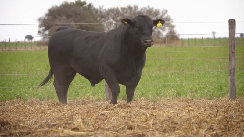 LOTE 17 RP 11934 EL PORVENIR