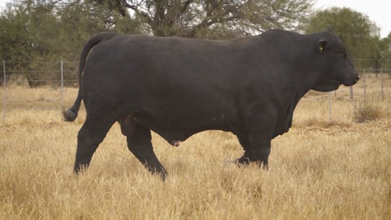 LOTE 16 RP 11981 EL PORVENIR