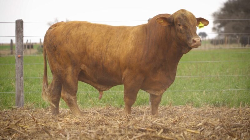 LOTE 6 RP 12041 EL PORVENIR