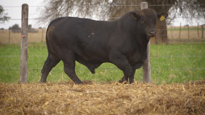 LOTE 25 RP 12082 EL PORVENIR