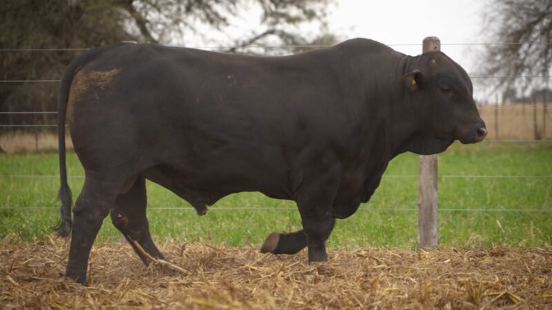 LOTE 25 RP 12083 EL PORVENIR