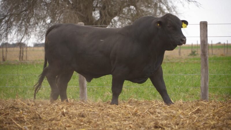 LOTE 17 RP 12102 EL PORVENIR