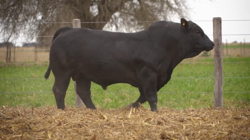 LOTE 25 RP 12115 EL PORVENIR