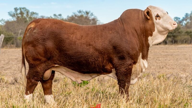 LOTE 9 RP 1215 DOÑA EVANGELINA