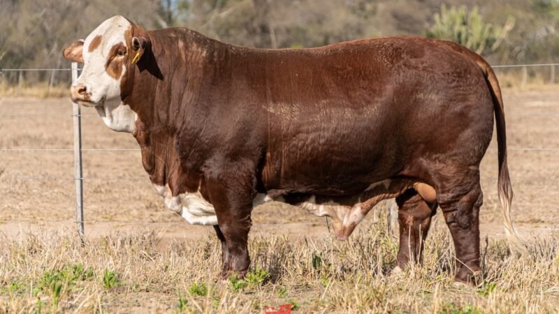 LOTE 10 RP 1219 DOÑA EVANGELINA