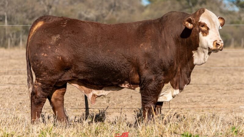 LOTE 10 RP 1221 DOÑA EVANGELINA