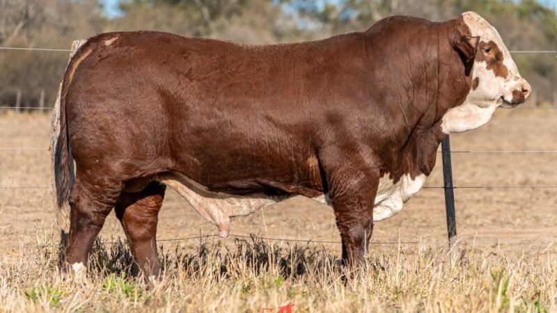 LOTE 10 RP 1223 DOÑA EVANGELINA