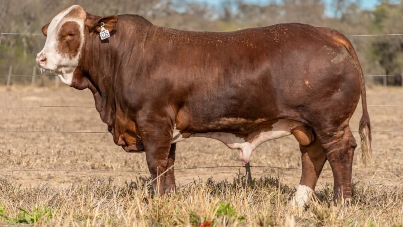 LOTE 13 RP 1225 DOÑA EVANGELINA