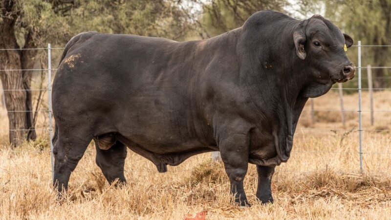 LOTE 4 RP 11255 EL PORVENIR