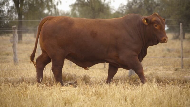 LOTE 24 RP 12358 EL PORVENIR