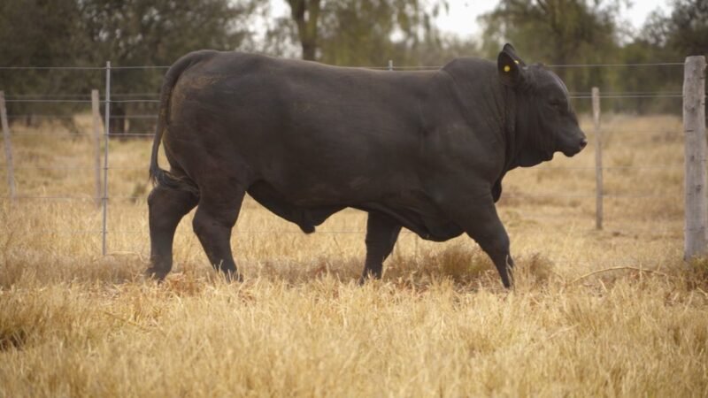 LOTE 22 RP 12395 EL PORVENIR
