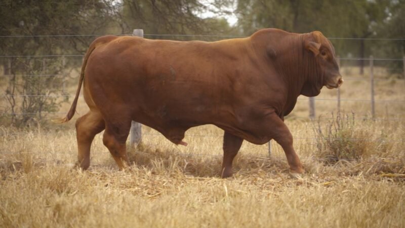 LOTE 23 RP 12416 EL PORVENIR