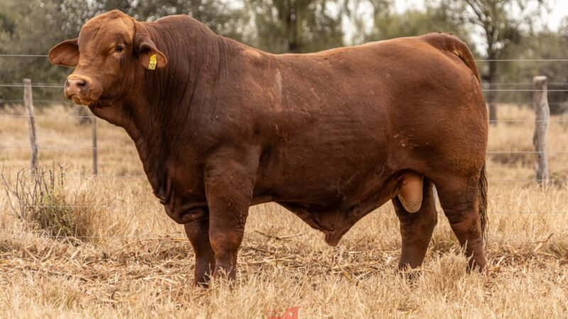LOTE 5 RP 12585 EL PORVENIR
