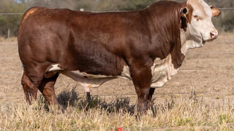 LOTE 28 RP 1259 DOÑA EVANGELINA