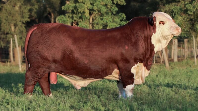 LOTE 8 RP 13693 EL AMARGO