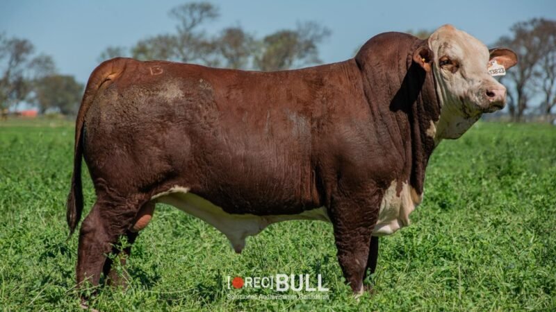 LOTE 29 RP 13697 - 13823 - 207F EL AMARGO