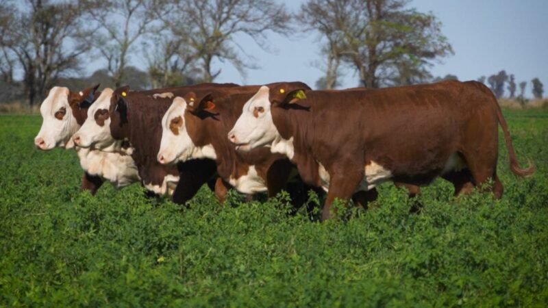 LOTE 39 RP 13894 - 13934 - 13992 - 14046 EL AMARGO