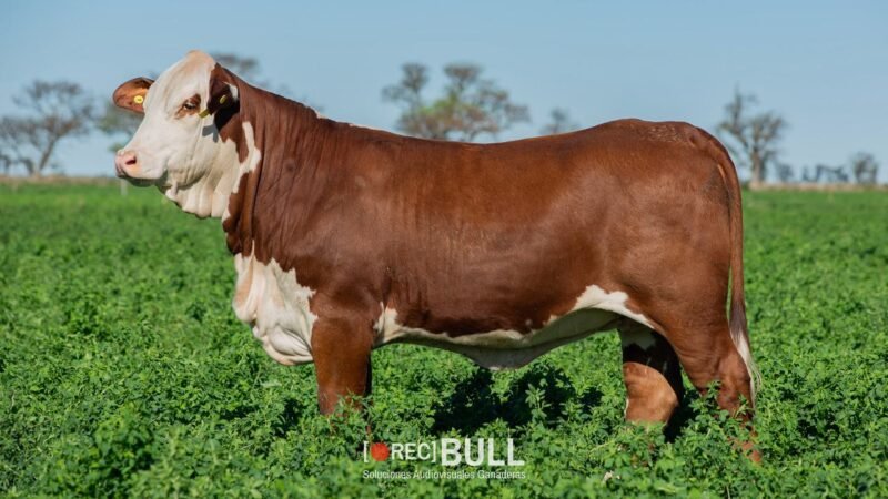 LOTE 38 RP 13900 - 13918 - 13956 - 14022 EL AMARGO