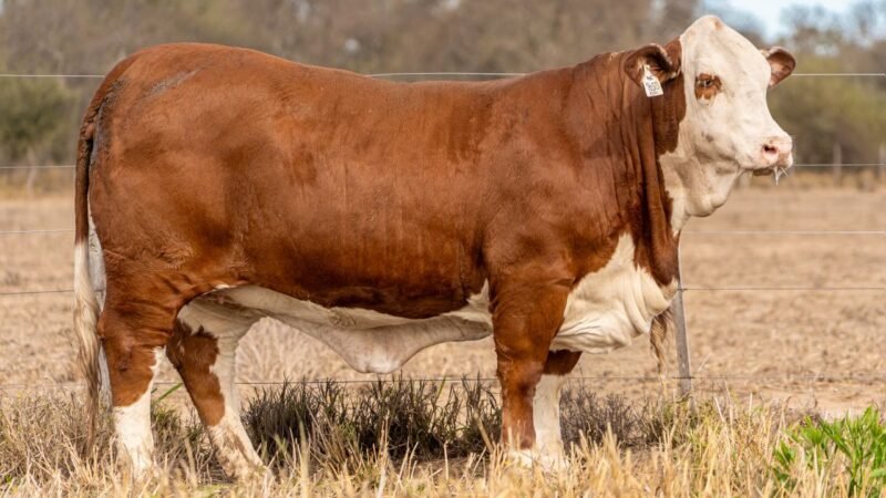 LOTE 32 RP 1650 DOÑA EVANGELINA