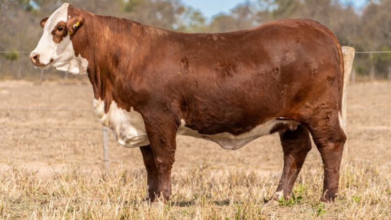 LOTE 36 RP 1682 - 1646 DOÑA EVANGELINA