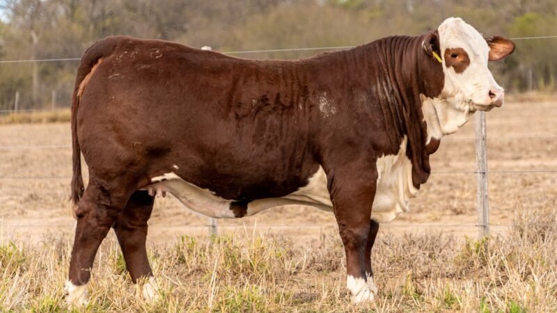 LOTE 48 RP 1686 DOÑA EVANGELINA