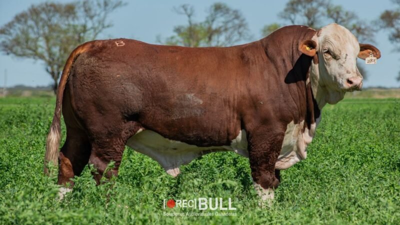LOTE 14 RP 13735 - 205F EL AMARGO
