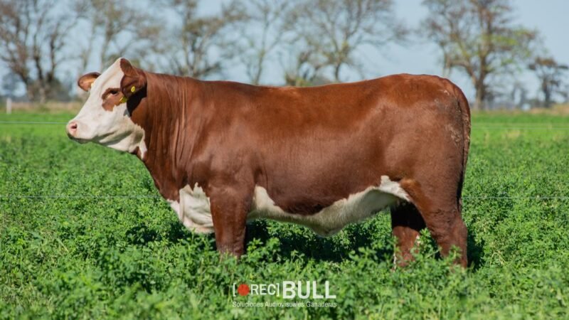 LOTE 46 RP 22050 - 22102 - 22040 EL MALACARA DEL MORO