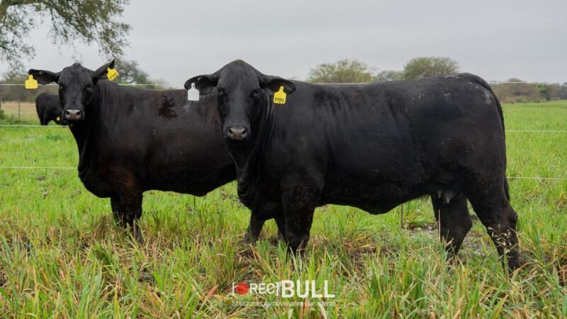 LOTE 41 RP F102 - F104 LA VICTORIA