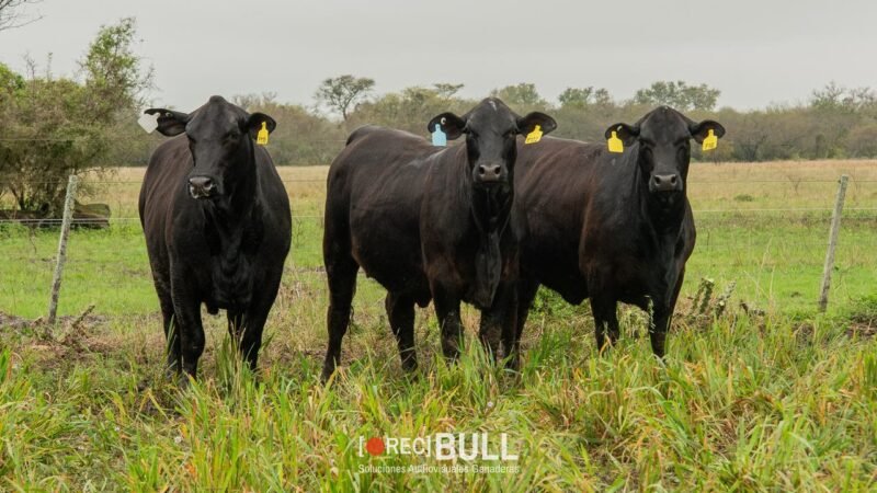 LOTE 44 RP F98 - F110 - F122 LA VICTORIA