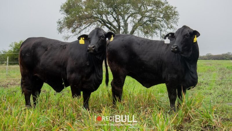 LOTE 40 RP F112 - F114 LA VICTORIA
