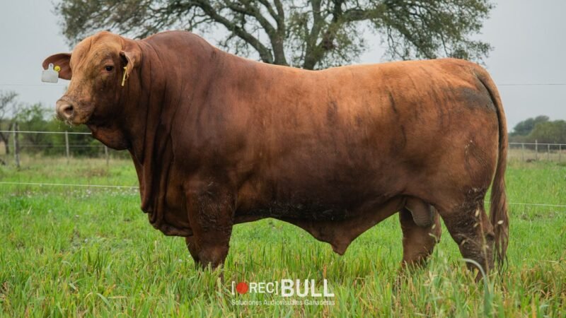 LOTE 3 RP F77 LA VICTORIA