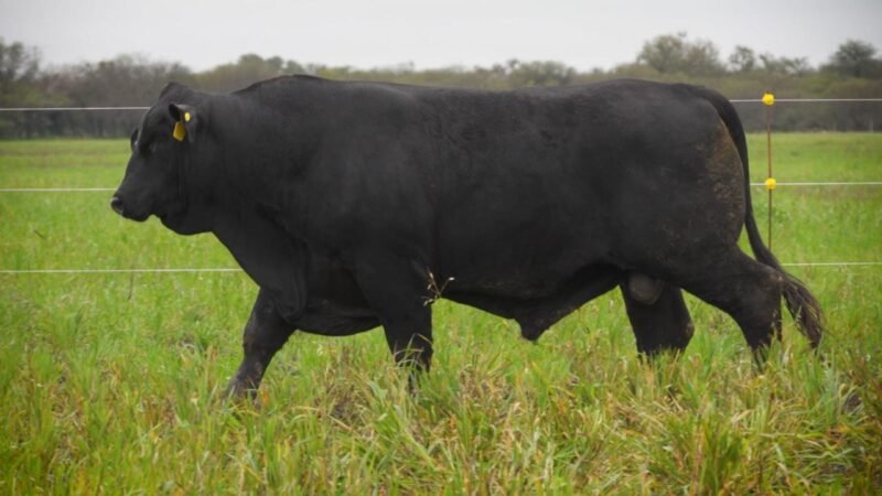 LOTE 26 RP F103 LA VICTORIA