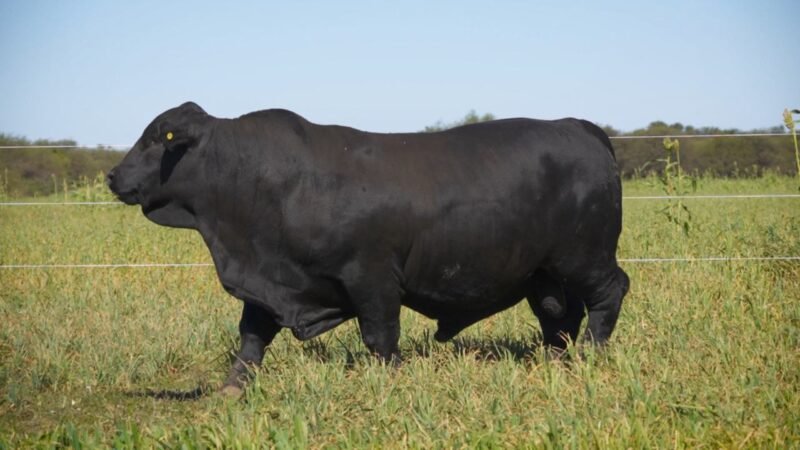 LOTE 1 RP F63 LA VICTORIA