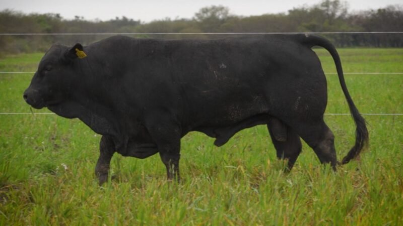 LOTE 27 RP F67 LA VICTORIA