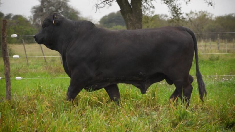 LOTE 27 RP F89 LA VICTORIA