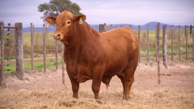 LOTE 1A RP 10041 BRANGUS