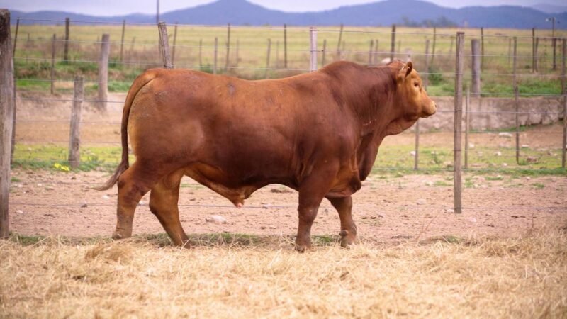 LOTE 1B RP 10129 BRANGUS