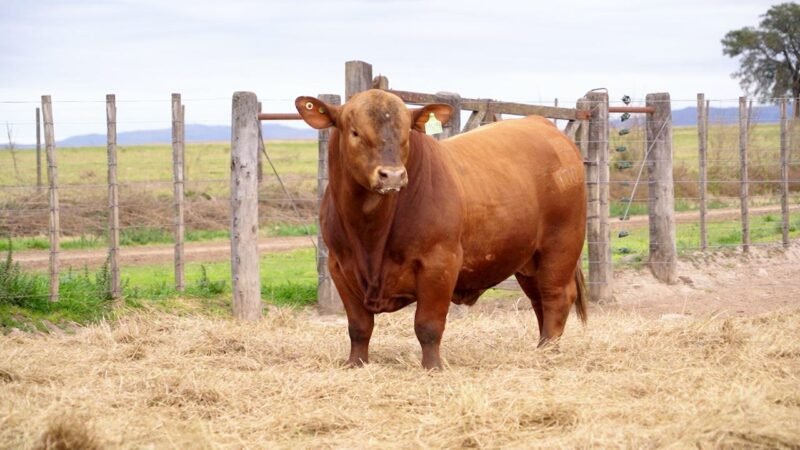 LOTE 5A RP 10037 BRANGUS