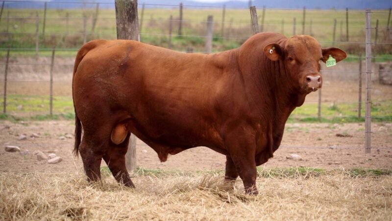 LOTE 5B RP 10089 BRANGUS