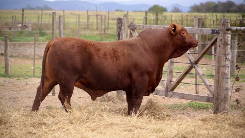 LOTE 6A RP 9883 BRANGUS