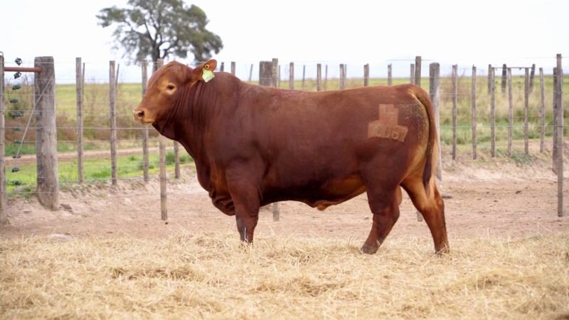 LOTE 6B RP 10067 BRANGUS