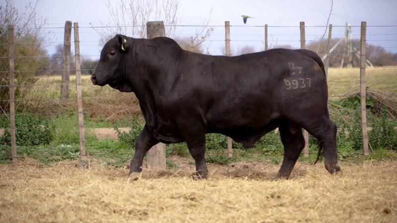 LOTE 8A RP 9937 BRANGUS